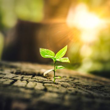 Das Bild zum Wochenspruch